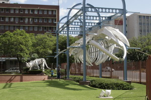 Skeletal replicas of various animals adorn the front lawn of the museum in Pretoria